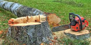 Trusted Cooper City, FL Tree Removal Experts