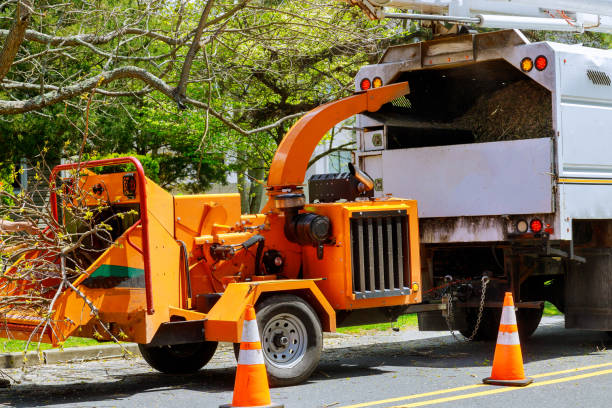  Cooper City, FL Tree Removal Pros