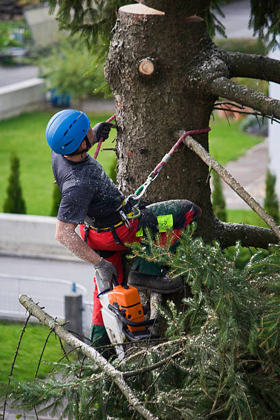 Best Pest Control for Lawns  in Cooper City, FL