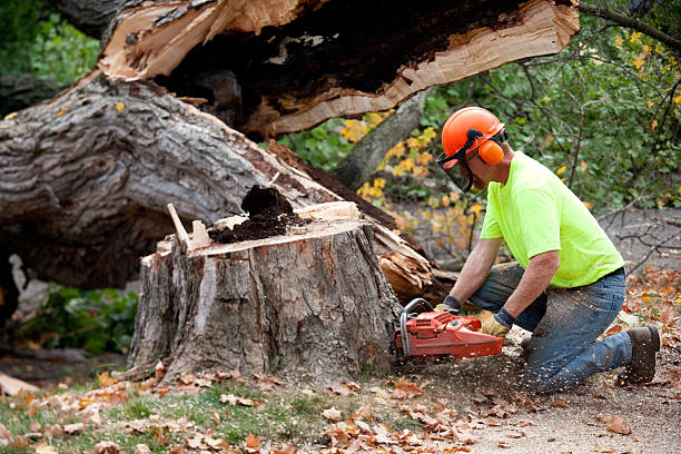 How Our Tree Care Process Works  in  Cooper City, FL