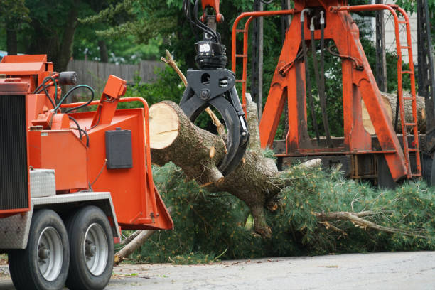 Best Hazardous Tree Removal  in Cooper City, FL